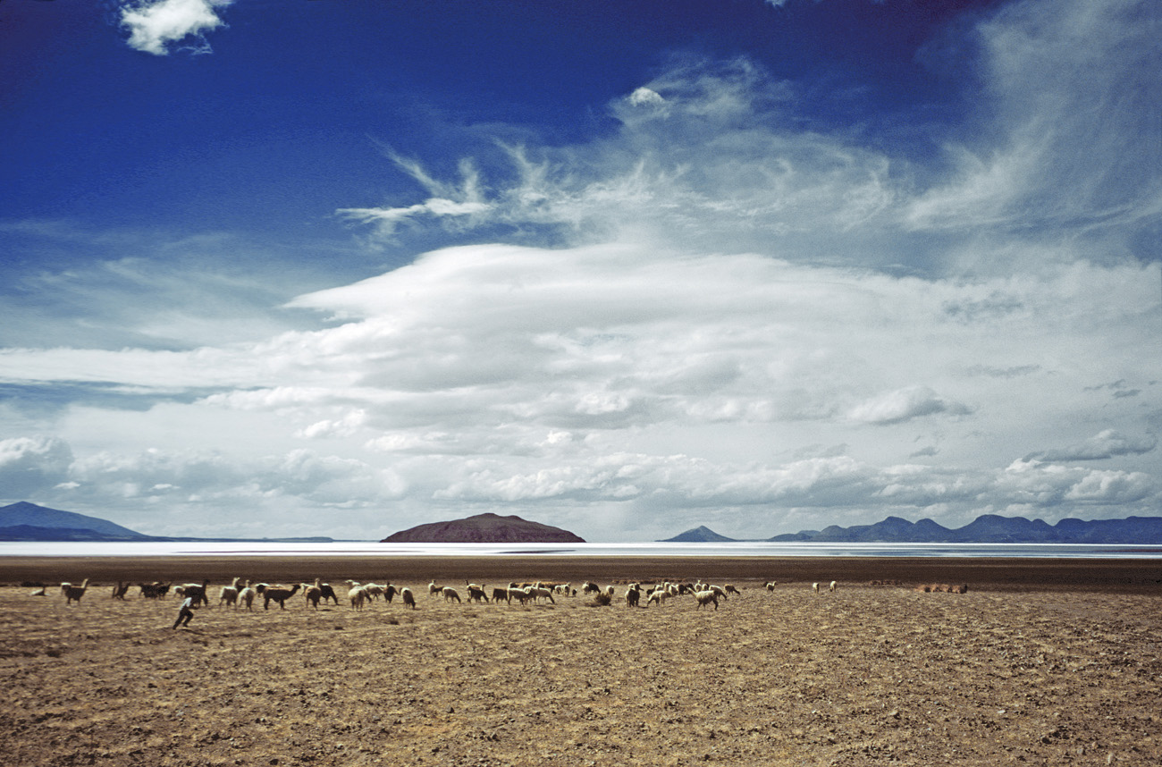 chi_3_20 lamas_uyuni.jpg - Nord et Est Uyuni volcan Tunupa salar d'Uyuni et troupeau de lamas